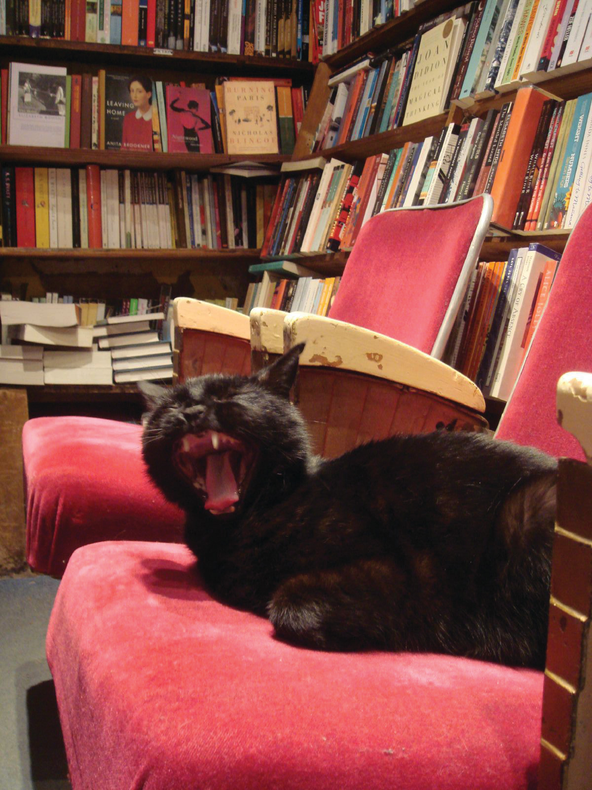 Kitty at Shakespeare Books — historic image