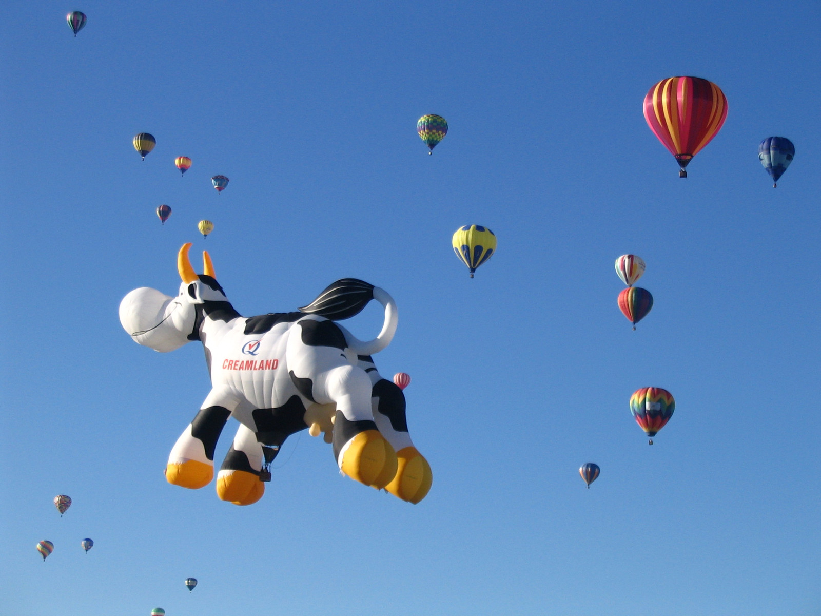 When Cows Fly brdavids — historic image