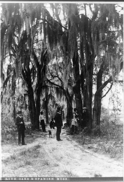 Live oaks & spanish moss