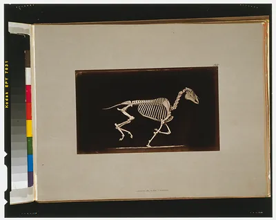 Skeleton of horse. Running. Leaving the ground