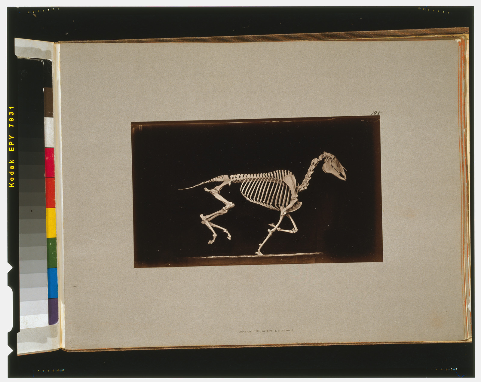 Skeleton of horse. Running. Leaving the ground, [San Francisco] : Muybridge, c1881. — historic photograph