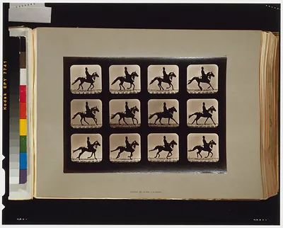 Horses. Cantering
