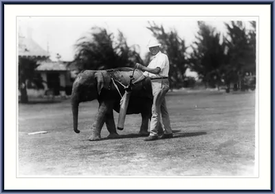 [Caddie and golfer at Miami Beach, Fla.]
