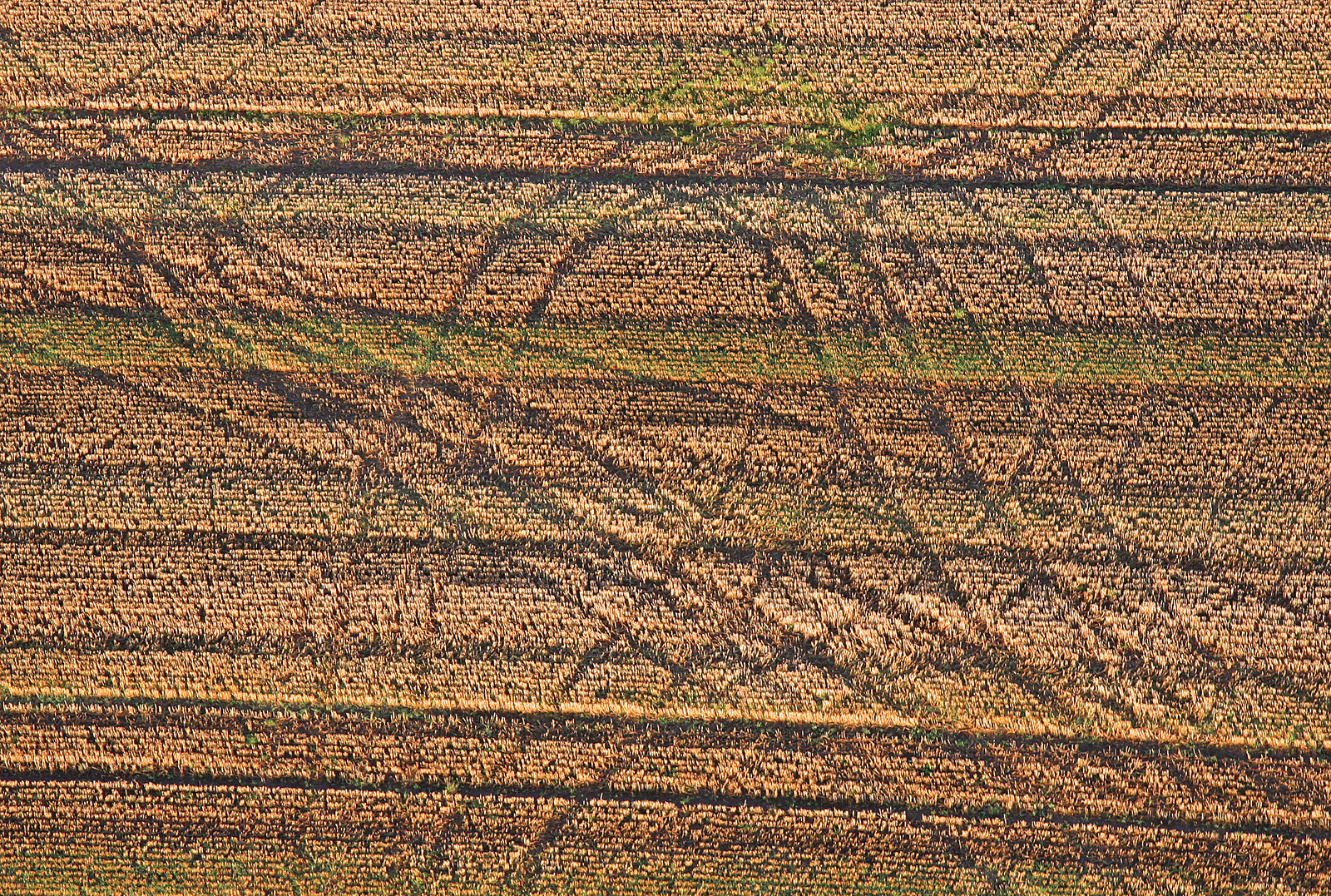 Aerial view of harvested field with tractor tracks — historic image