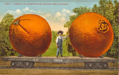 A Carload of Mammoth Navel Oranges From California