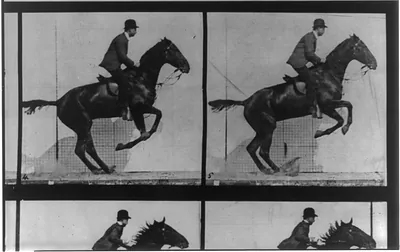 [Horse in motion, jumping]
