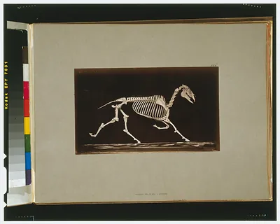 Skeleton of horse. Trotting. Nearing the ground