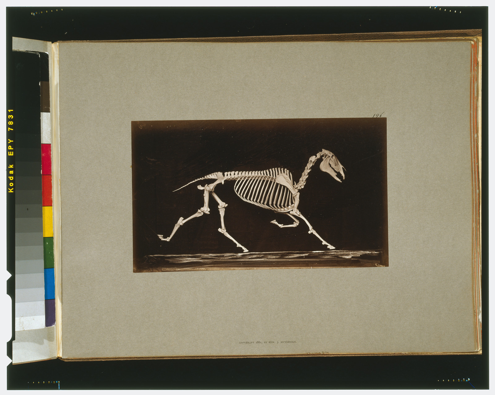 Skeleton of horse. Trotting. Nearing the ground, [San Francisco] : Muybridge, c1881. — historic photograph
