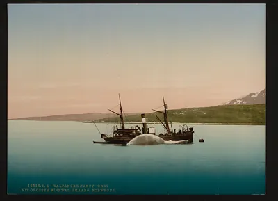 [Whaling scenes at Skaaro, The "Nancy Grey" with a whale, Norway]