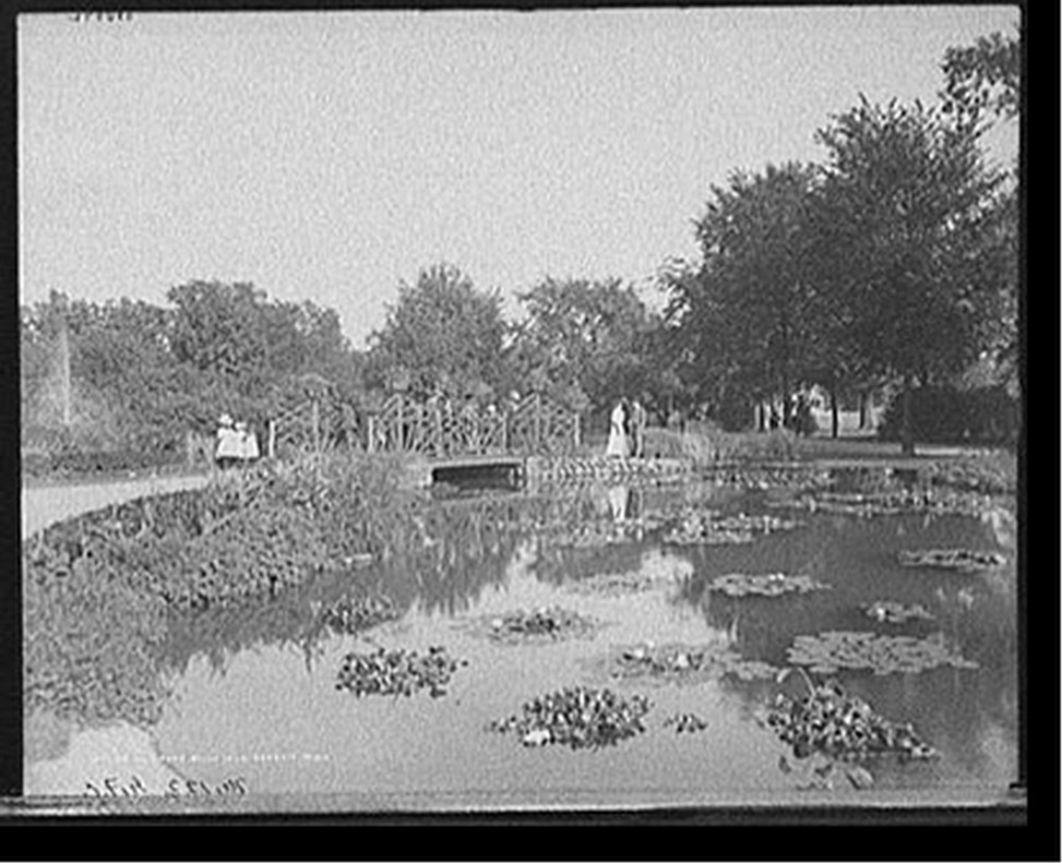 Lily pond, Belle Isle [Park], Detroit, Mich., c[between 1900 and 1910] — historic photograph