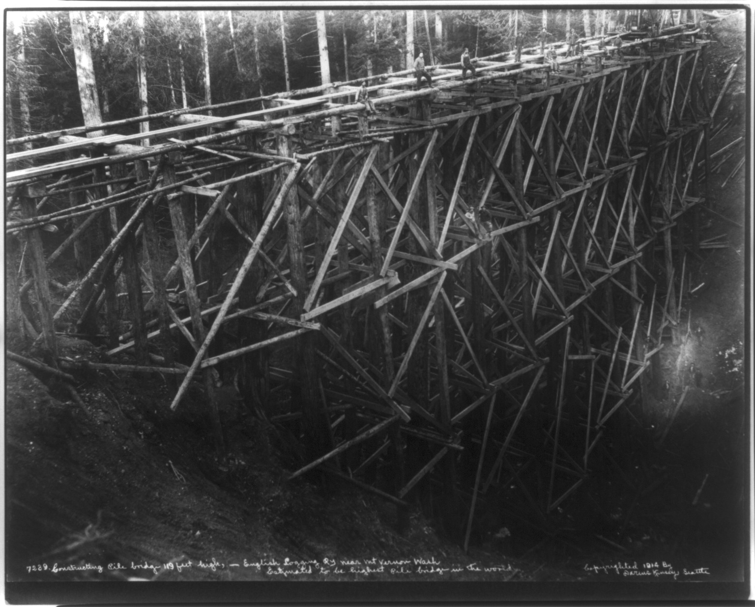 Constructing pile bridge, 119 feet high, English Loggin Railway, near Mt. Vernon, Wash. Estimated to be highest pile bridge in the world — historic photograph