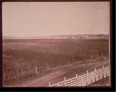 Cotton fields, Richland