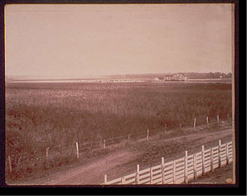 Cotton fields, Richland, [between 1885 and 1898] — historic photograph