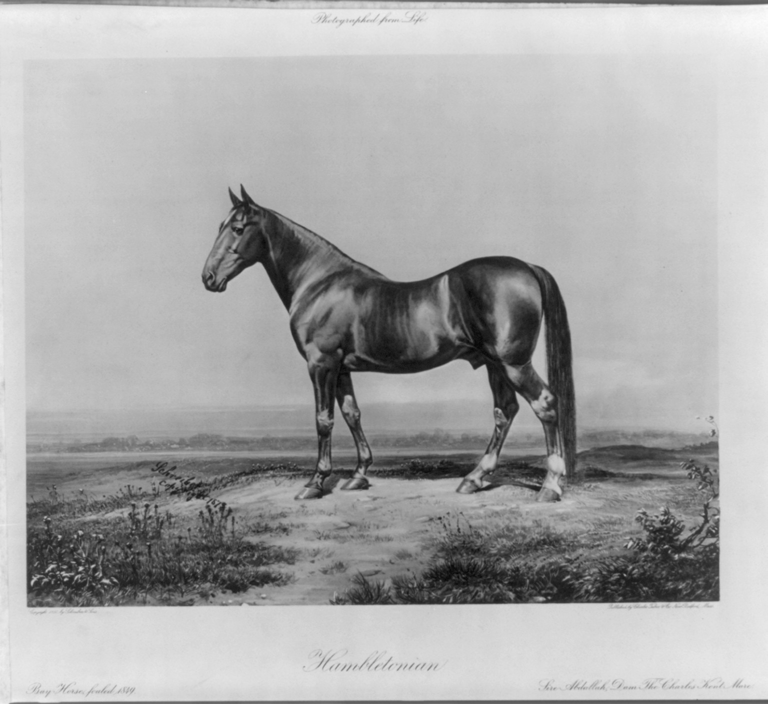 Hambletonian. Bay horse, foaled 1849. Sire Abdullah, Dam The Charles Kent Mare, c1892. — historic print