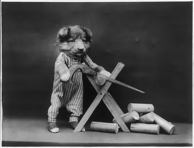 [Dogs dressed as humans and posed in human situations]: puppy using sawhorse to saw wood
