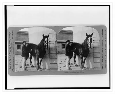Grooming the horse