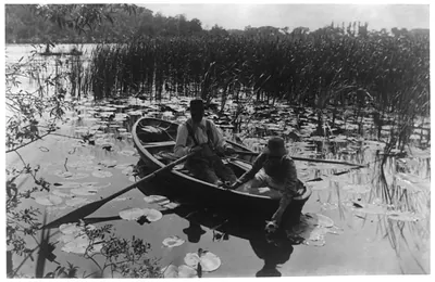Gathering water lilies