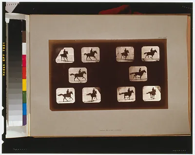 Horses. Running