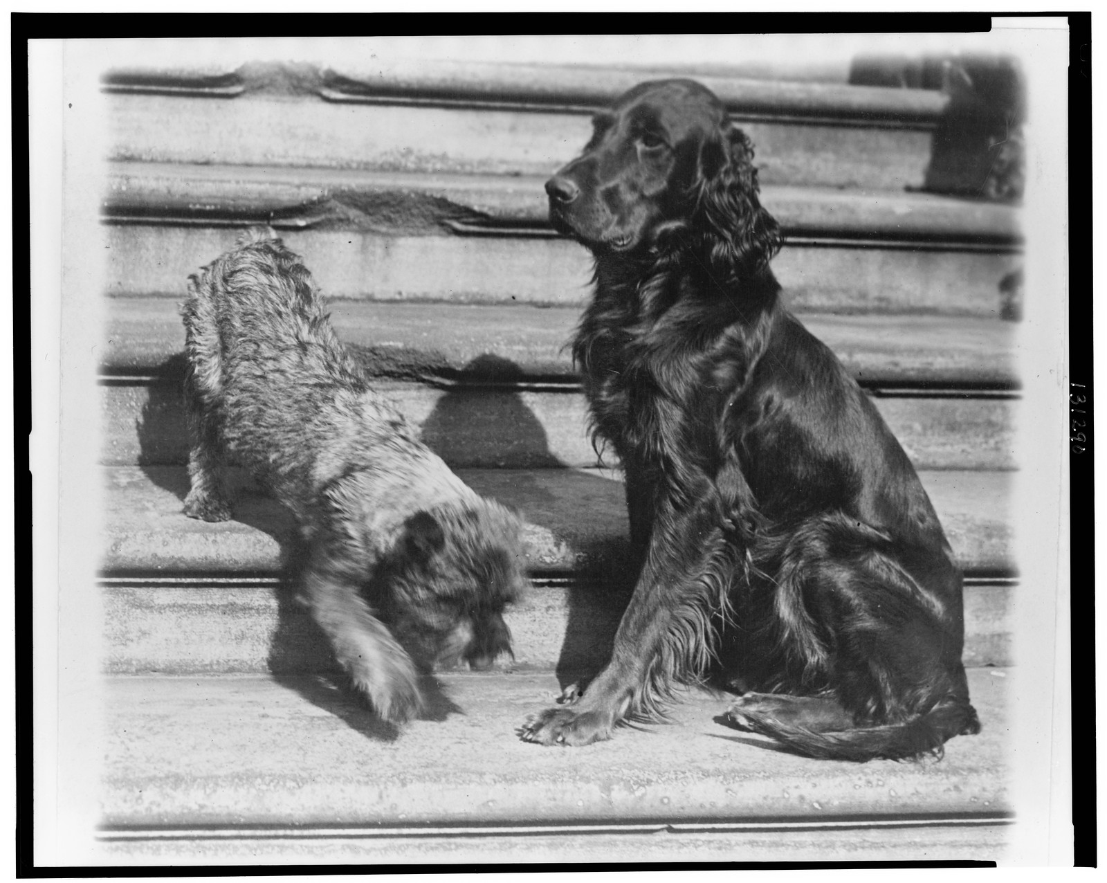 Whoopie and Englehurst Gillette two of the White House dogs with Robert R. Robinson, 1929 March 29. — historic photograph