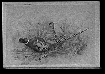 Chinese or ring-necked pheasant