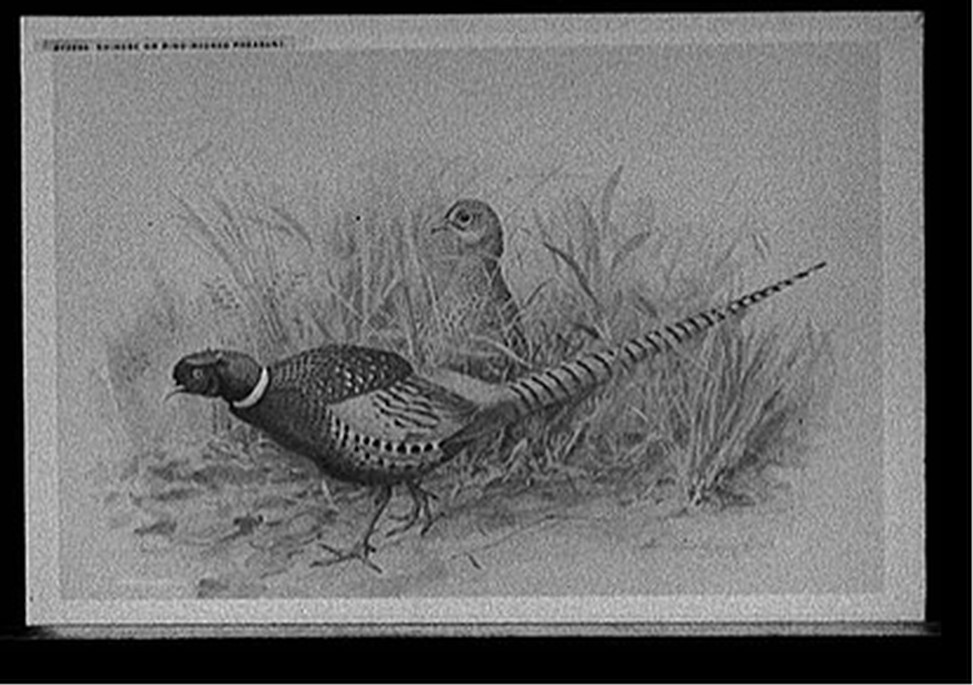 Chinese or ring-necked pheasant, [between 1912 and 1920] — historic photograph