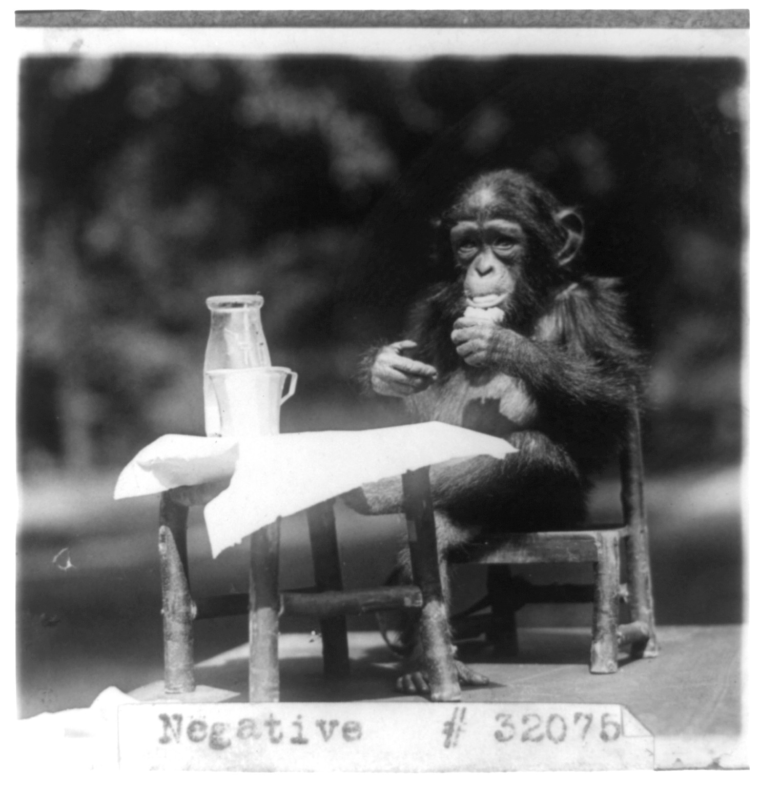 [Chimpanzee seated at table with bottle and glass at the National Zoo, Washington, D.C.], [1926 May 3] — historic photograph