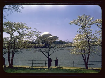 Tidal Basin with Cherry Trees in Bloom and Jefferson Memorial in Background, Washington, D.C. (slide, color)