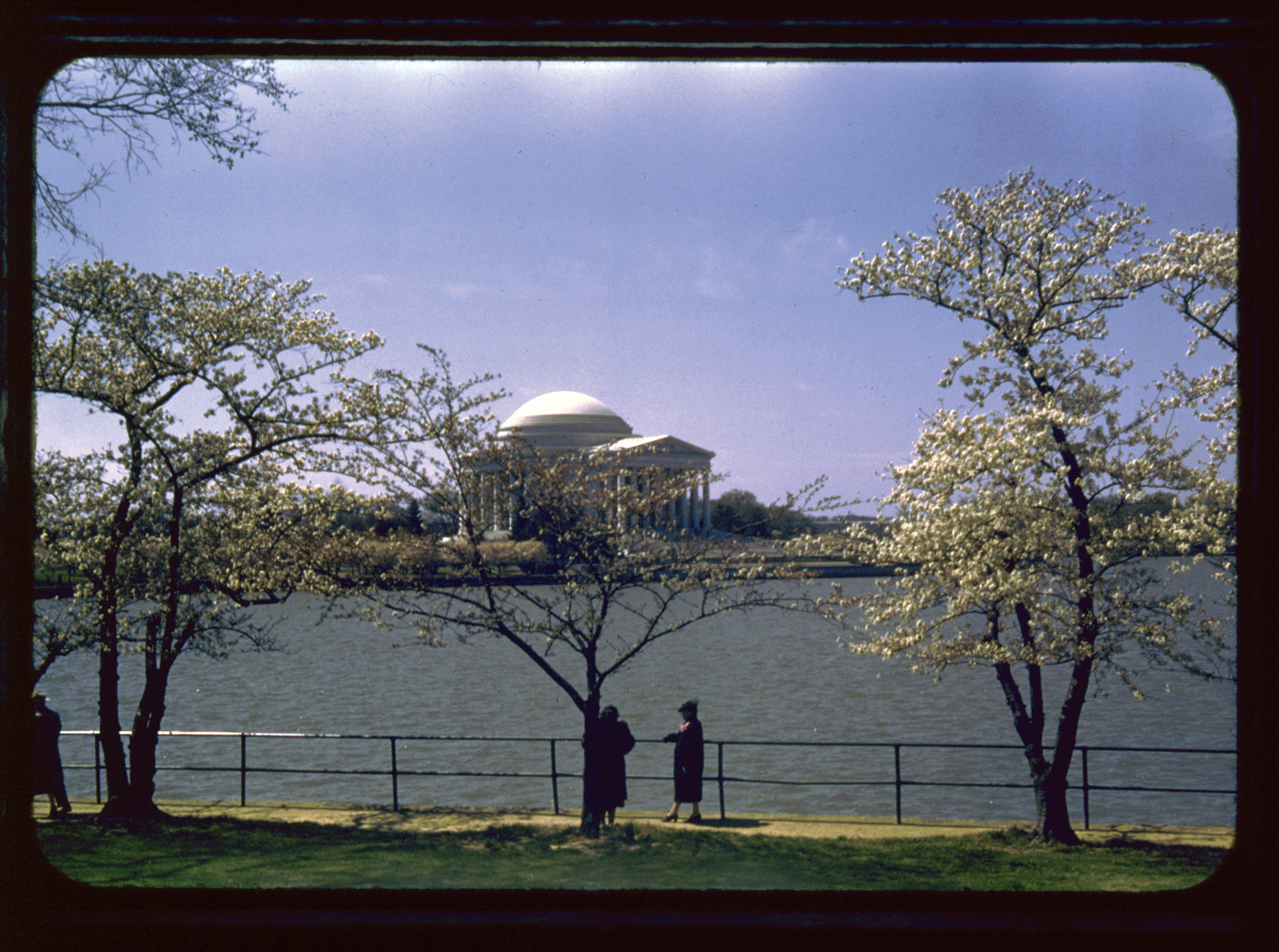 Tidal Basin with Cherry Trees in Bloom and Jefferson Memorial in Background, Washington, D.C. (slide, color), c. 1950 — historic image