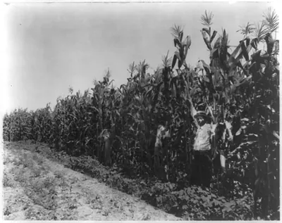 A corn crop on Lamb-Fish Lumber Company's plantation near Charleston, Miss.