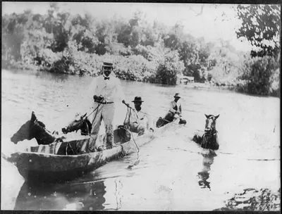 Don Paneho swimming horses across the Isabella River [Dominican Republic]
