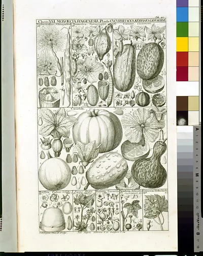 Engraved botanical plate of gourds, cucumbers and pumpkins