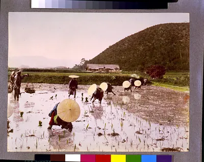 [Planting rice, Japan]