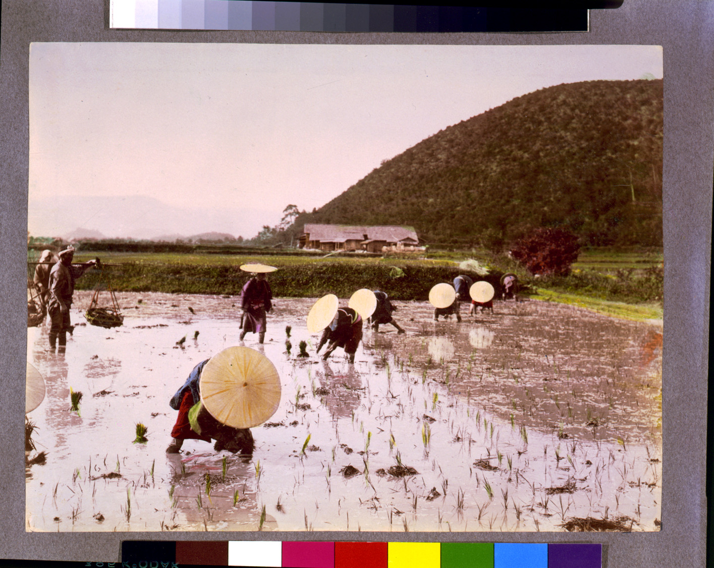[Planting rice, Japan], [between 1890 and 1910(?)] — historic photograph