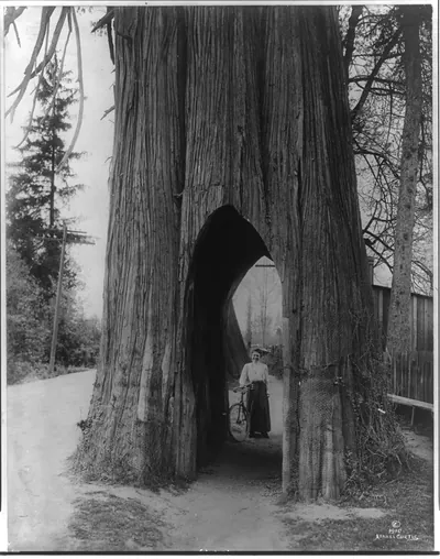 The famous bicycle tree of Snohomish [Washington]