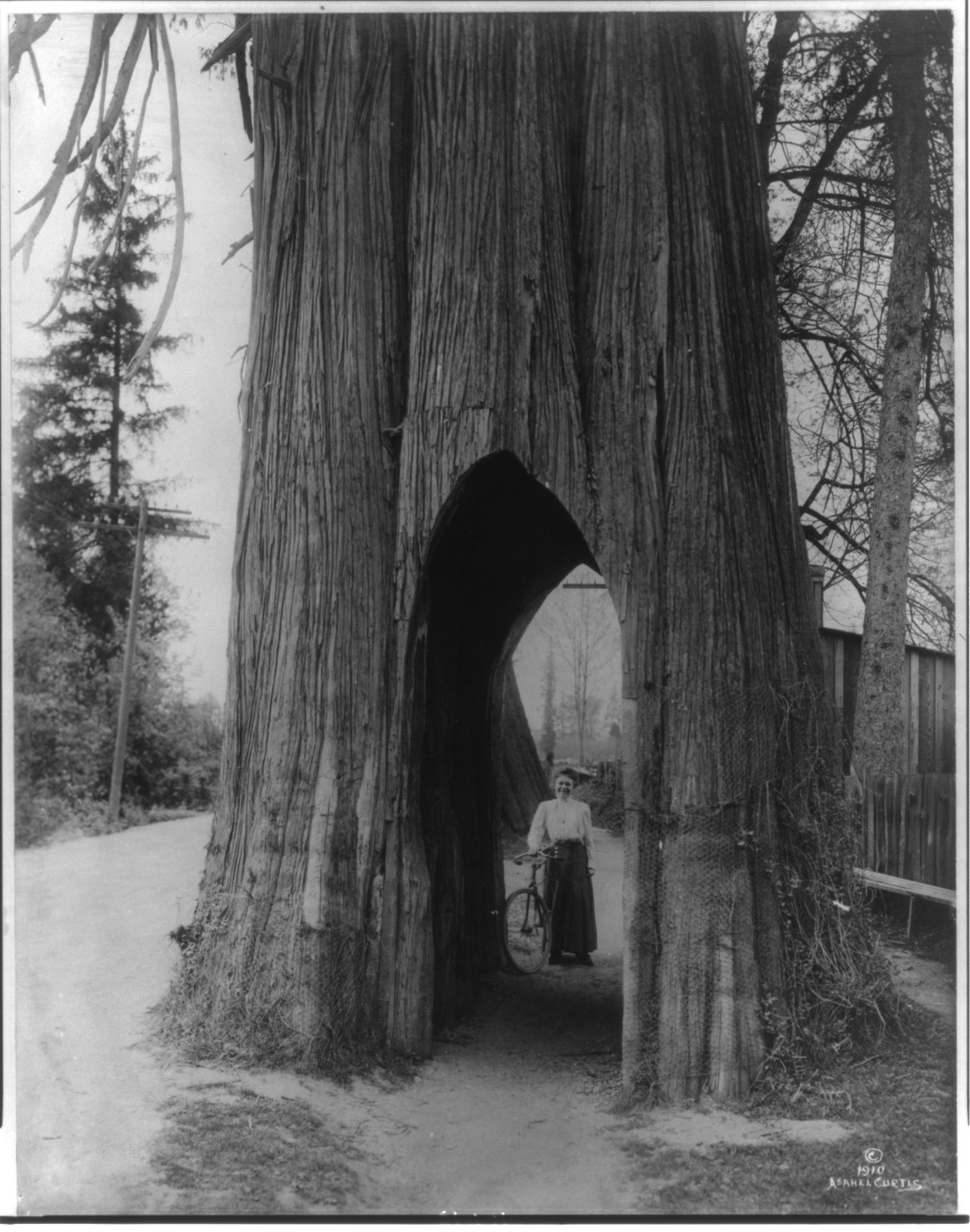 The famous bicycle tree of Snohomish [Washington], c1911 Feb. 6. — historic photograph