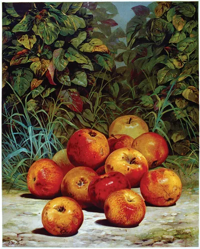 Apples