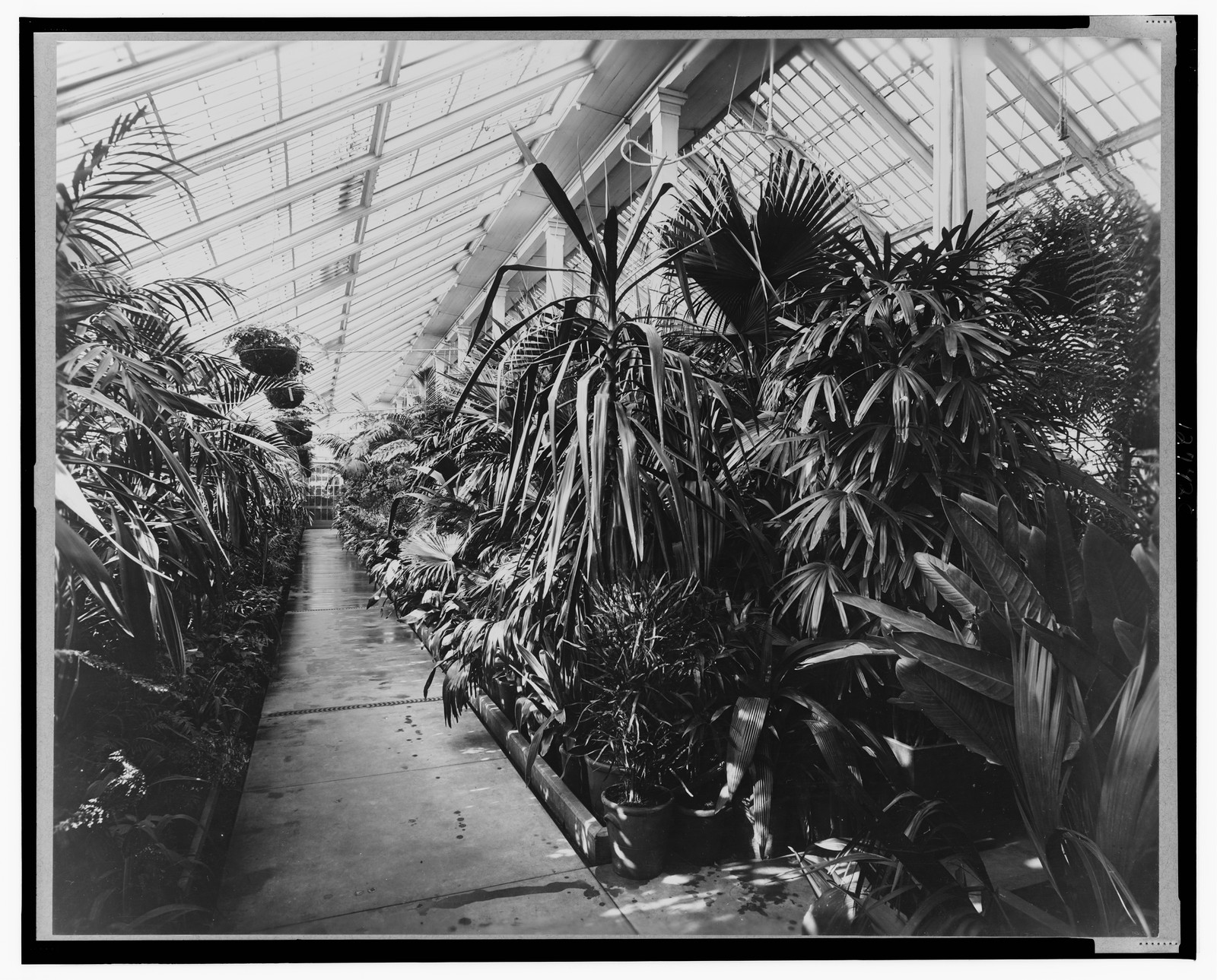 [White House conservatory, Washington, D.C.], 1890, printed later. — historic photograph