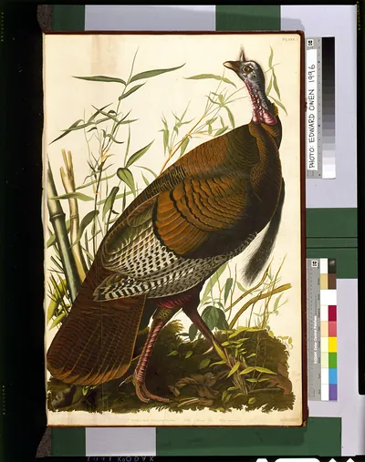 Wild turkey, Meleagris gallopavo, hand-colored bird plate