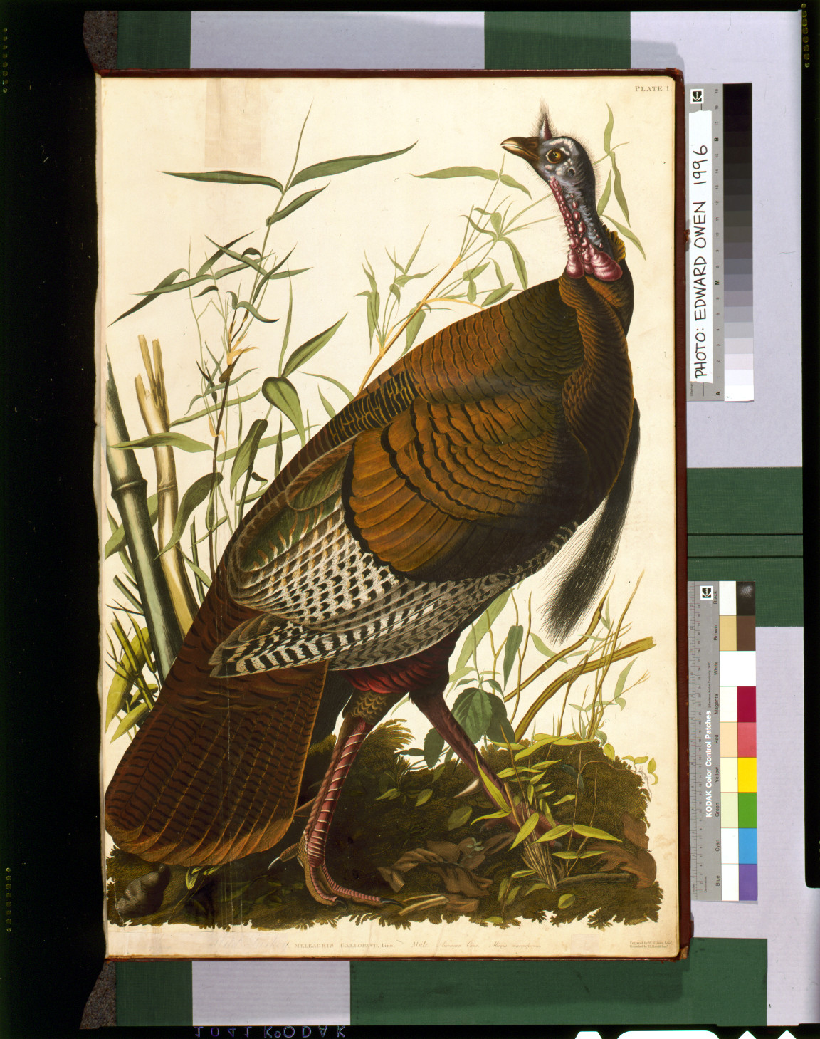 Wild turkey, Meleagris gallopavo, hand-colored bird plate — historic image