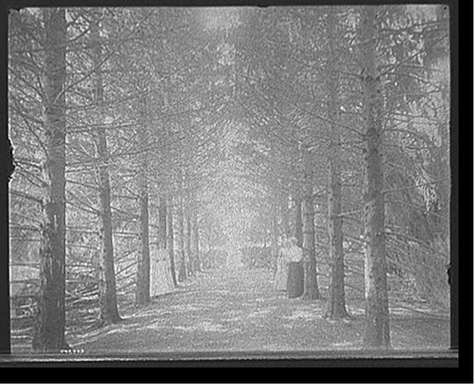 [The Firs, under the firs, New Baltimore, Mich.], [between 1901 and 1910] — historic photograph