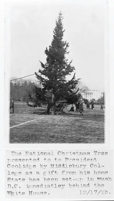 The National Christmas Tree Presented to President Coolidge by Middlebury College as a Gift from his Home State Has Been Set Up in Wash