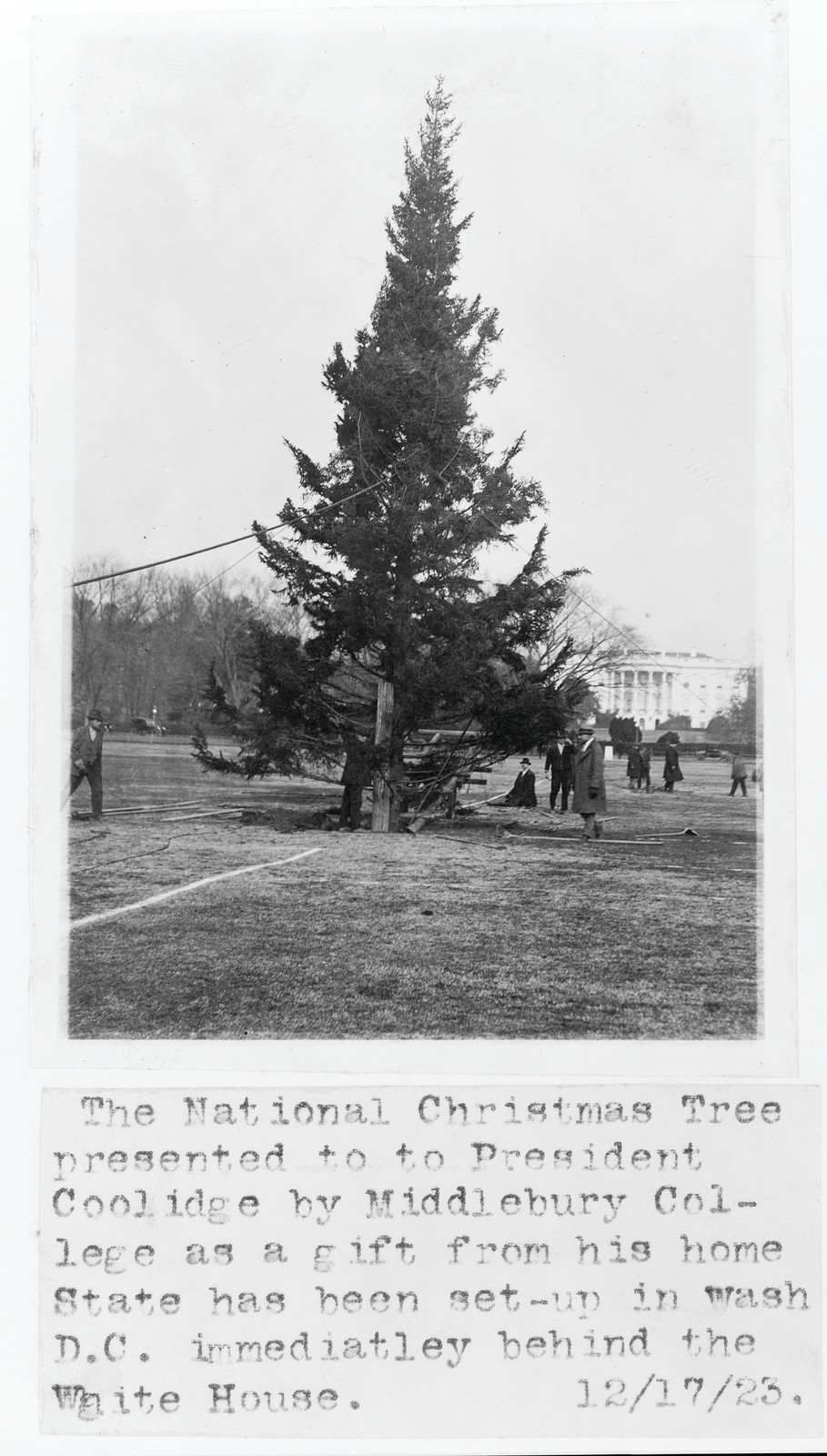 The National Christmas Tree Presented to President Coolidge by Middlebury College as a Gift from his Home State Has Been Set Up in Wash, c. 1923 — historic photograph