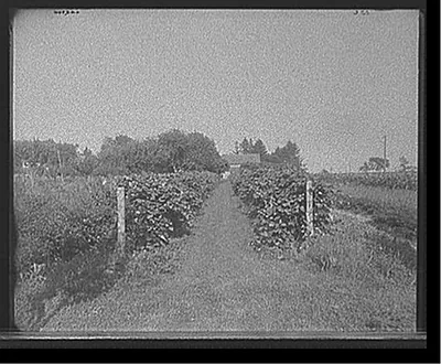 [Grape vines at Rio Vista, Grosse Ile, Mich.]