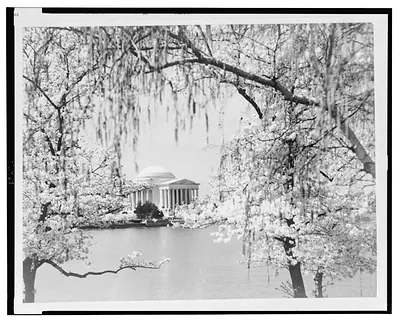 [Jefferson Memorial at springtime with cherry trees in the foreground, Washington, D.C.]