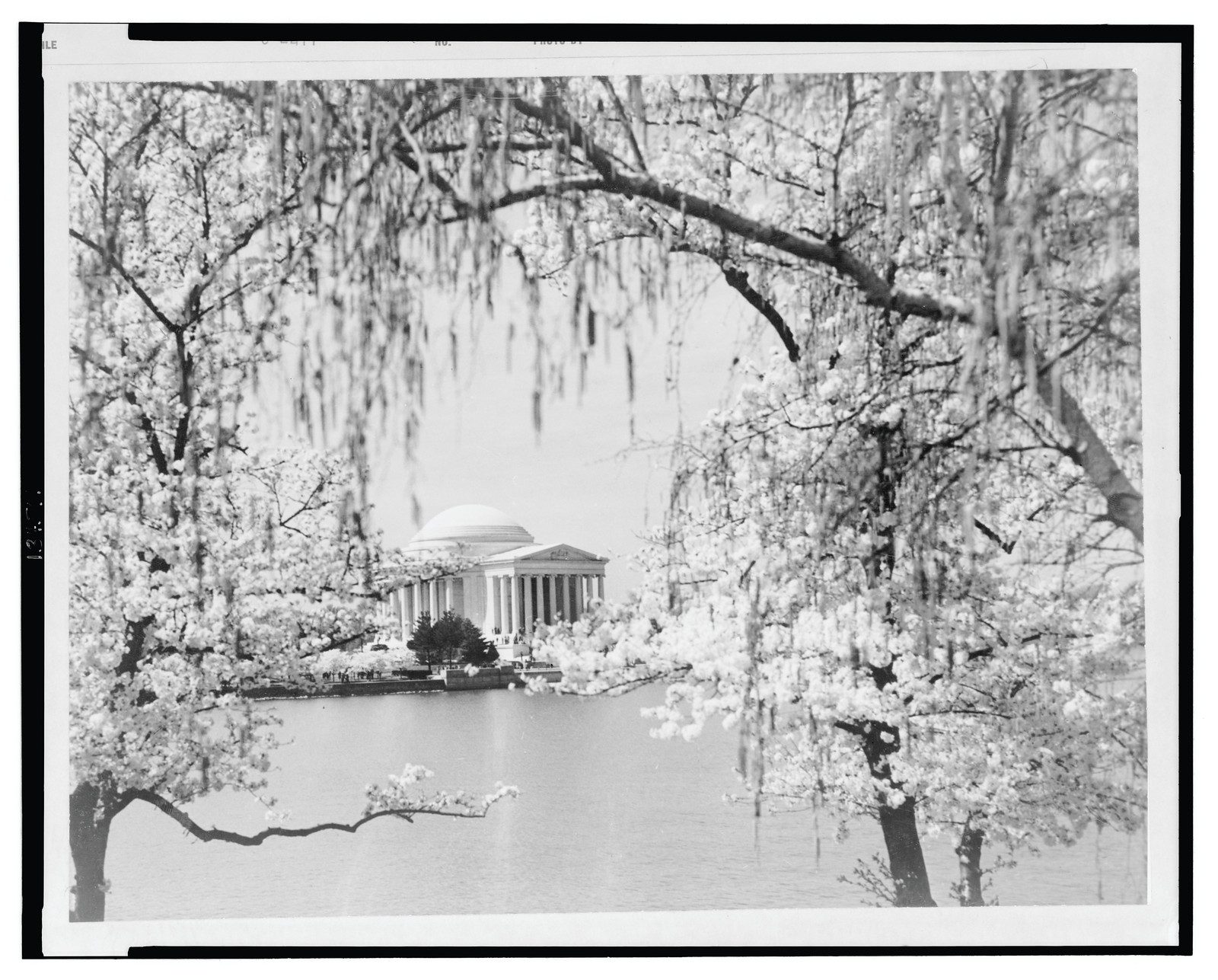[Jefferson Memorial at springtime with cherry trees in the foreground, Washington, D.C.] — historic photograph