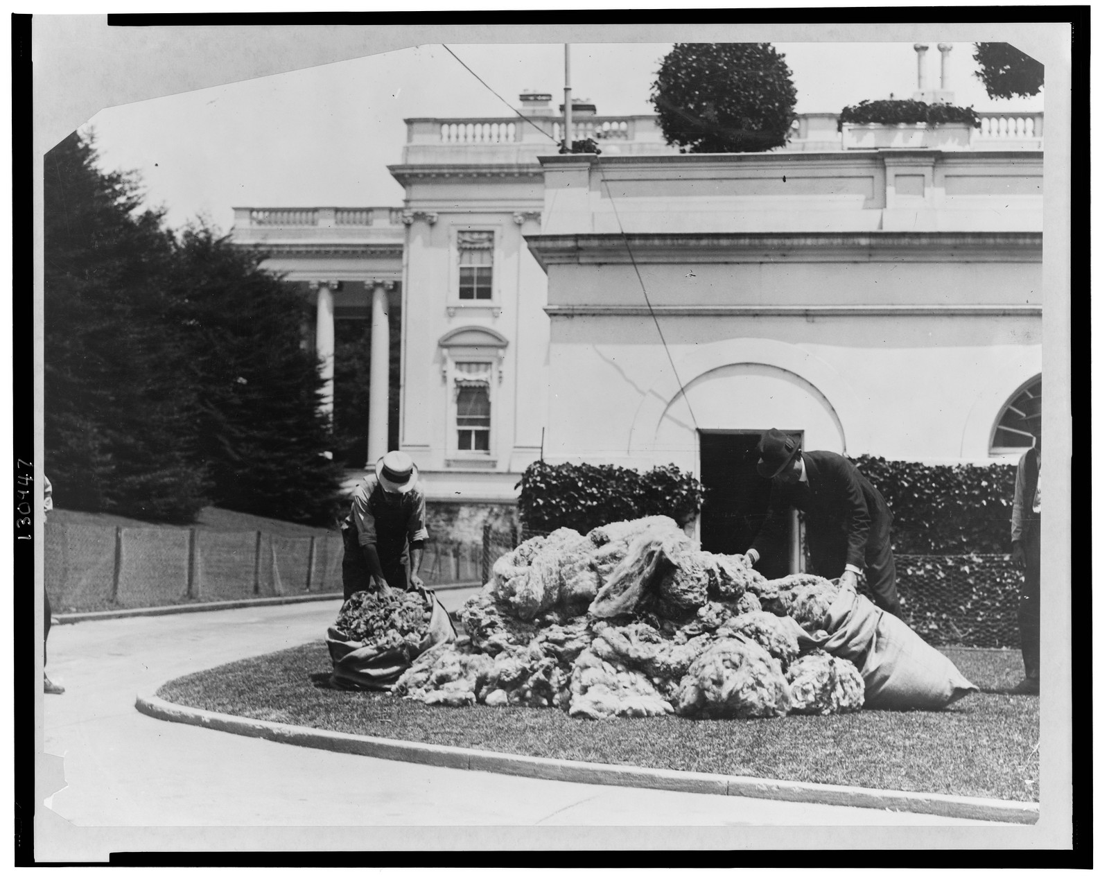 Wool from White House sheep, [between 1920 and 1940(?)] — historic photograph
