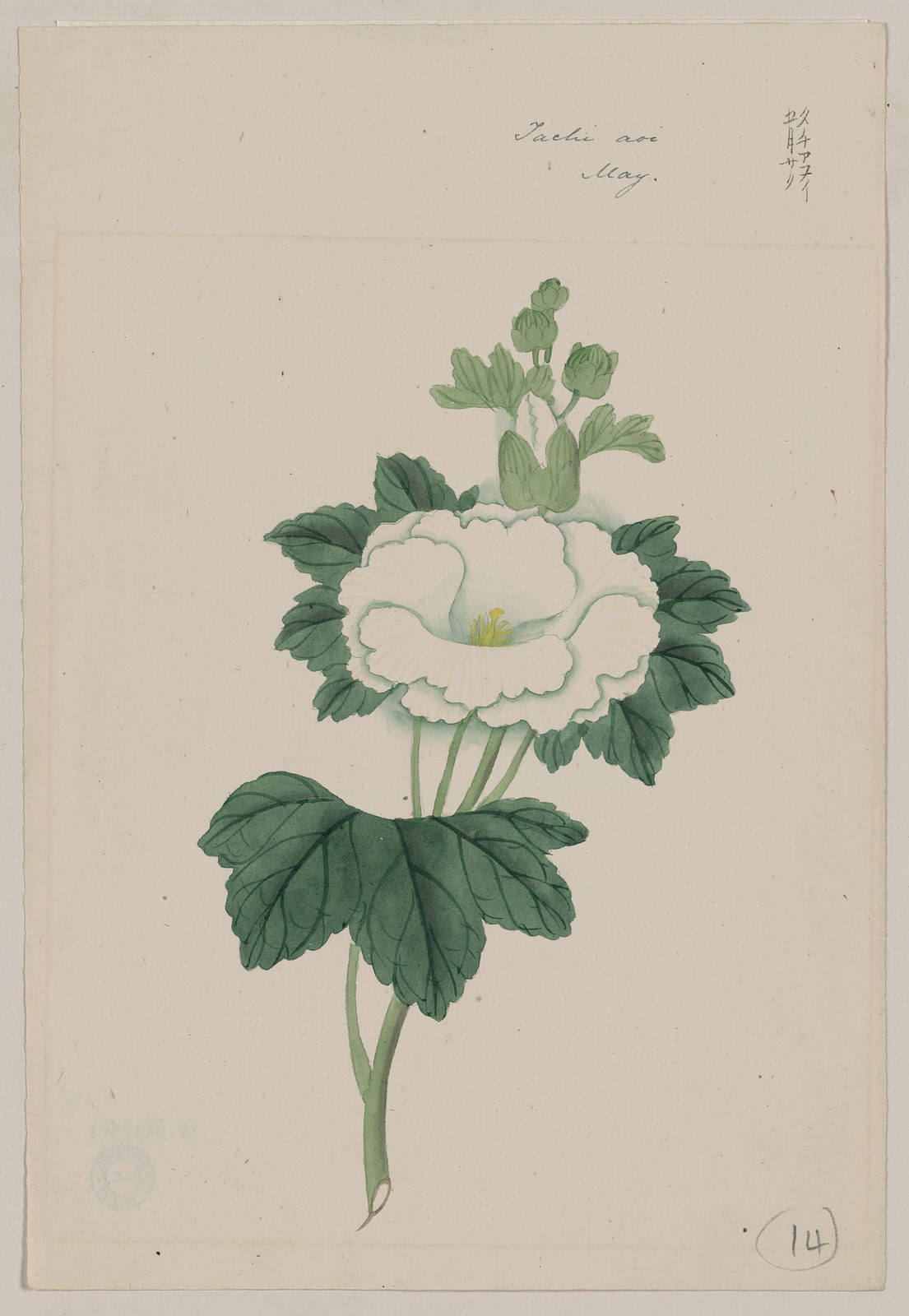 [Japanese drawing], 1750 — historic drawing