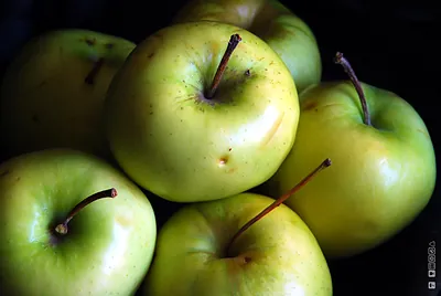 Green apples with stems on a dark background