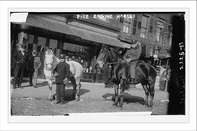 Fire engine horses