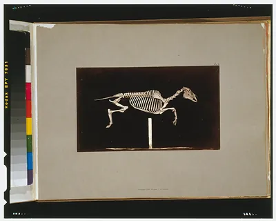 Skeleton of horse. Leaping. Leaving the ground